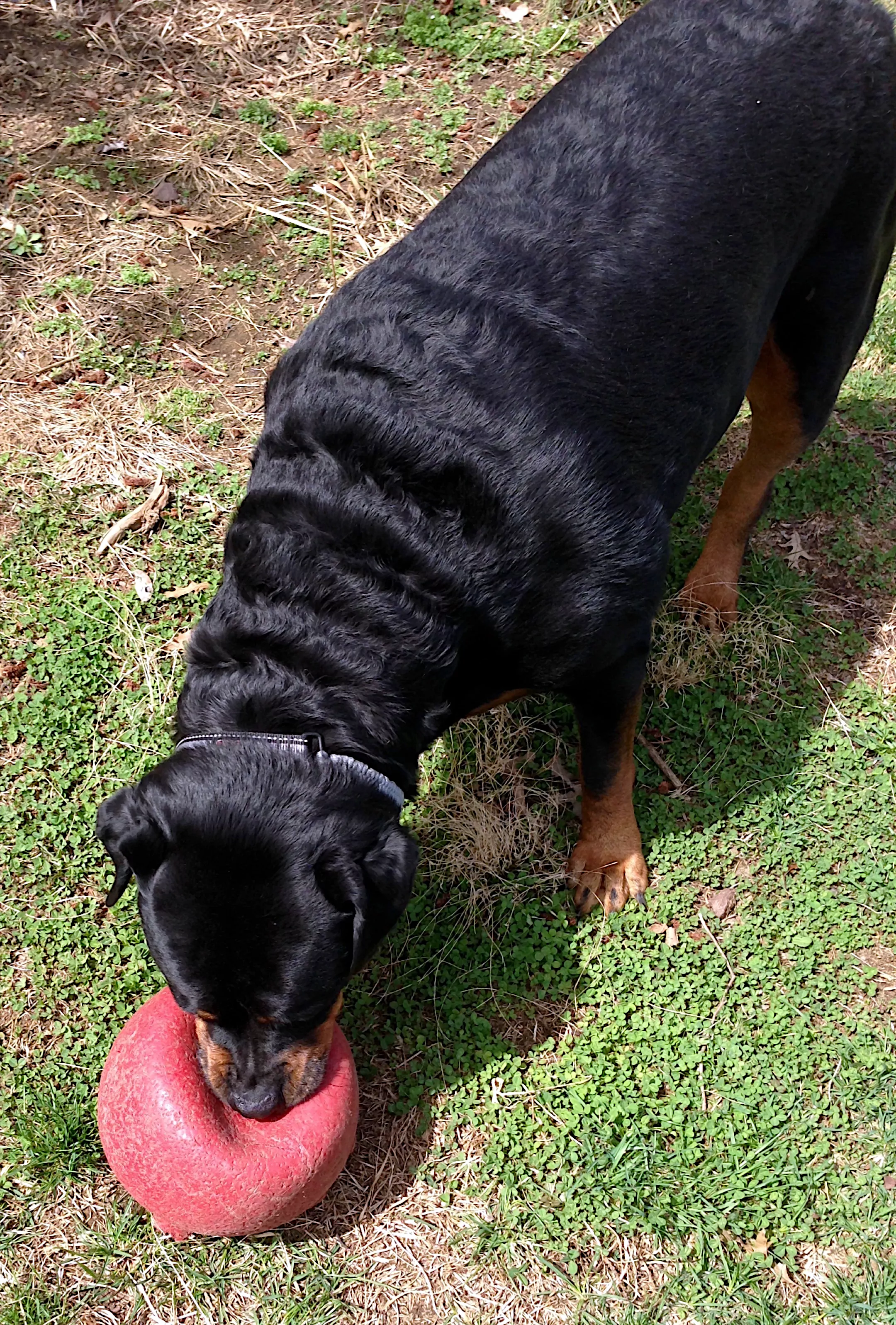 Rottweiler photograph
